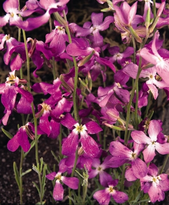 Picture of Matthiola - Bicornis